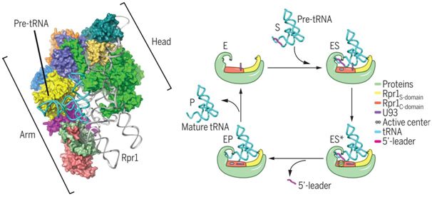 中國科學(xué)家從結(jié)構(gòu)上揭示酵母核糖核酸酶P加工tRNA前體機(jī)制