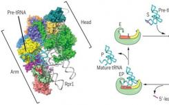 中國科學家從結(jié)構(gòu)上揭示酵母核糖核酸酶P加工tRNA前體機制