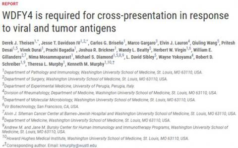 Science謎題終破解 蛋白WDFY4在交叉呈遞中起著關(guān)鍵作用