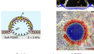 研究人員發(fā)現(xiàn)細胞有時有超彈性特性
