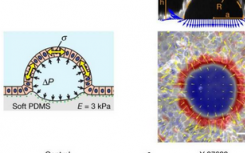 研究人員發(fā)現(xiàn)細(xì)胞有時有超彈性特性