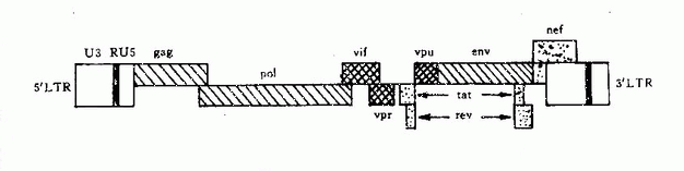 研究機(jī)構(gòu)的研究人員發(fā)現(xiàn)HIV-2比之前認(rèn)為的更具致命性