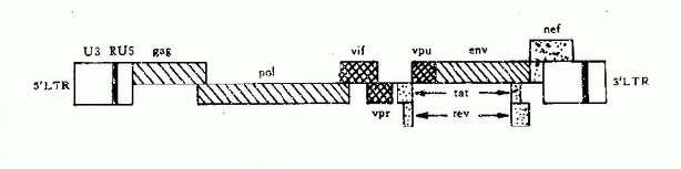 研究機(jī)構(gòu)的研究人員發(fā)現(xiàn)HIV-2比之前認(rèn)為的更具致命性