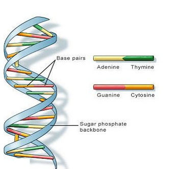 科學(xué)家收集所有已知物種的“DNA條形碼”