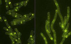 microbe-produced毒素 細菌證明可以學習新的技巧