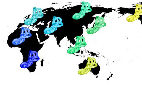 高分辨率成像揭示了隱藏在我們內(nèi)耳中的進(jìn)化歷史