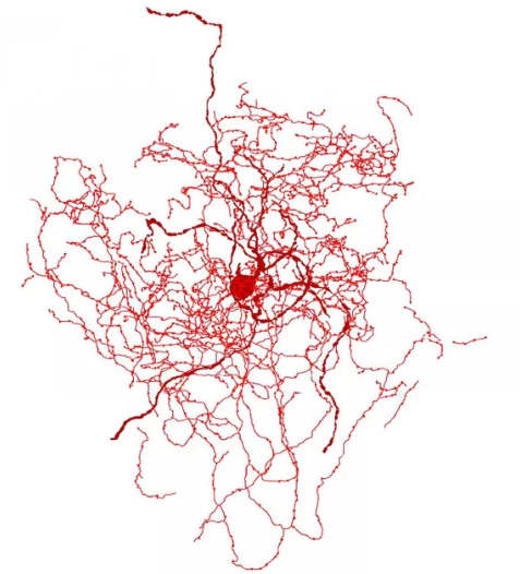 科學(xué)家在人類大腦中找到一個奇怪的新細(xì)胞：