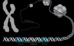 研究人員報(bào)告蛋白護(hù)送細(xì)胞分化的關(guān)鍵酶DNA