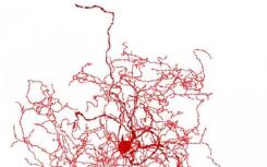 科學(xué)家在人類大腦中找到一個(gè)奇怪的新細(xì)胞：'玫瑰果神經(jīng)元'