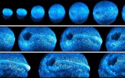 新的顯微鏡提供了4d觀察老鼠的胚胎發(fā)育
