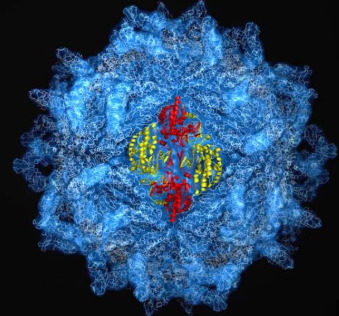 蛋白質(zhì)殼包裹著病毒的基因組