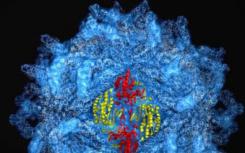 蛋白質(zhì)殼包裹著病毒的基因組