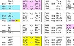 酵母的遺傳密碼在進(jìn)化