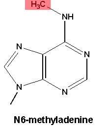 神秘的DNA修飾對(duì)蒼蠅的大腦很重要