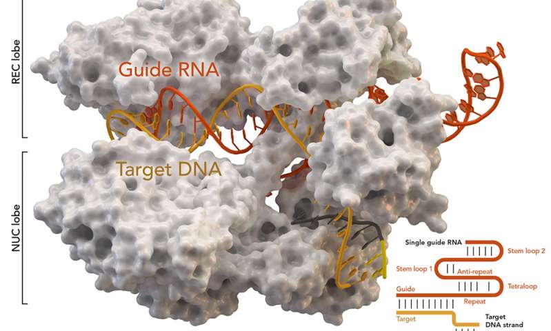 最大的研究CRISPR-Cas9突變基因編輯創(chuàng)建預(yù)測工具