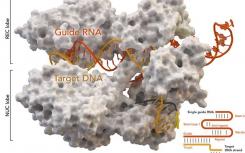 最大的研究CRISPR-Cas9突變基因編輯創(chuàng)建預(yù)測工具