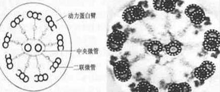 對(duì)纖毛的新見(jiàn)解揭示了與遺傳性疾病的關(guān)系