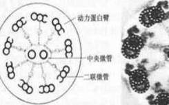 對纖毛的新見解揭示了與遺傳性疾病的關(guān)系