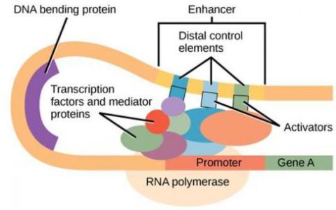 生物學(xué)家發(fā)現(xiàn)控制轉(zhuǎn)錄因子結(jié)合的機制