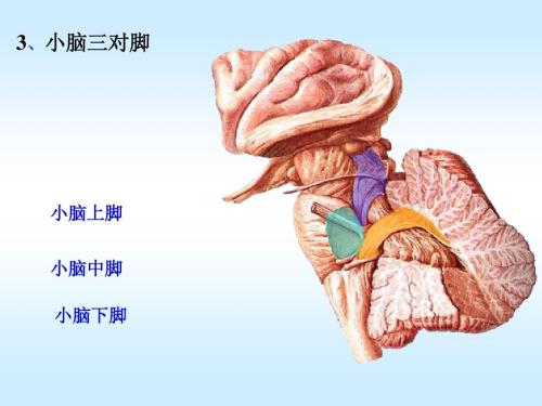 引起神經退行性小腦性共濟失調的突變 為更好的治療提供了途徑