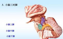 引起神經(jīng)退行性小腦性共濟(jì)失調(diào)的突變 為更好的治療提供了途徑