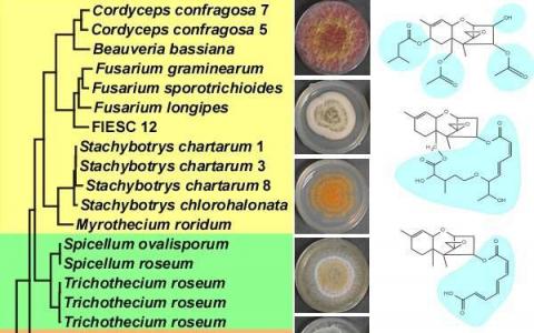 基因改變支撐不同結(jié)構(gòu)群由真菌產(chǎn)生的毒素