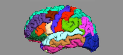 你的大腦折疊可以告訴你關(guān)于精神分裂癥的風(fēng)險