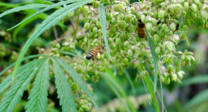 大麻田為強調(diào)的蜜蜂提供晚季花粉來源