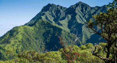 植物微生物如何養(yǎng)活世界并拯救瀕危物種