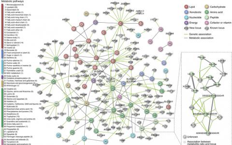新陳代謝的遺傳圖譜