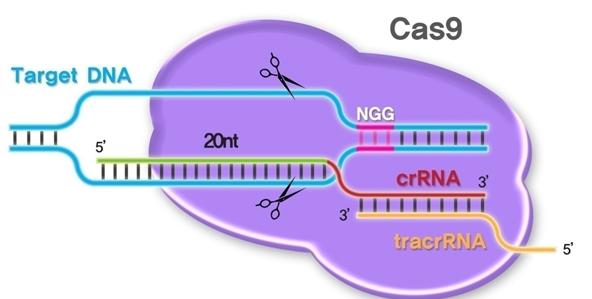 國(guó)際雜志Cell上的研究報(bào)告有望調(diào)整基因編輯工具CRISPR改善其工作效率