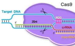 國(guó)際雜志Cell上的研究報(bào)告有望調(diào)整基因編輯工具CRISPR改善其工作效率