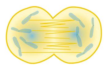 生物鐘調節(jié)3 d染色質結構基因的節(jié)奏