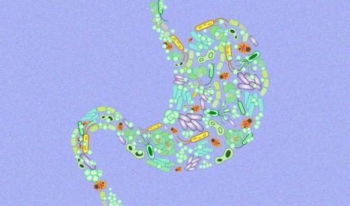 腸道微生物增強癌癥治療