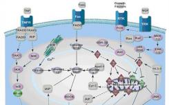 細(xì)胞信號(hào)通路涉及癌癥形成