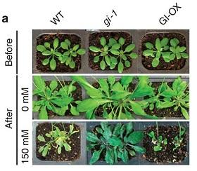 植物的開花基因與耐鹽性有關(guān)