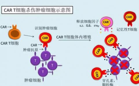 金斯瑞控股子公司南京傳奇更新LCAR-B38M療法