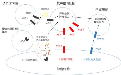 藥明生物使用WuXiBody(TM)開發(fā)雙抗