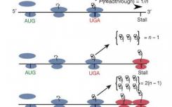 科學(xué)家發(fā)現(xiàn)一種基于停滯核糖體的分子計時器