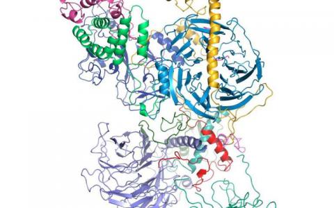 科學(xué)家形象分子對基因調(diào)控至關(guān)重要