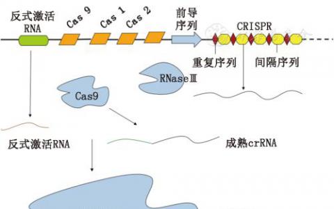 V型CRISPR-Cas系統(tǒng) 多樣化揭示