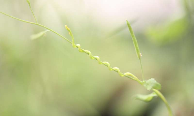 寄生蟲控制寄主植物基因