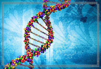 科學家發(fā)布面包小麥的全注釋參考基因組