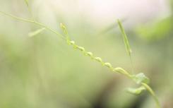 寄生蟲控制寄主植物基因