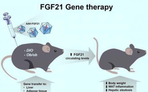 基因療法治療小鼠的胰島素抵抗和肥胖