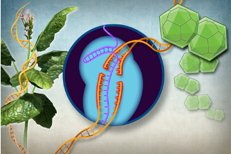 利用基因編輯技術(shù)保護植物免受病毒侵害
