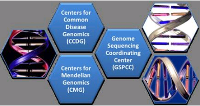 NHGRI基因組測(cè)序程序在人類(lèi)疾病基因組學(xué)方面開(kāi)辟道路