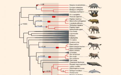 單基因與多個哺乳動物譜系的進(jìn)化興起有關(guān)