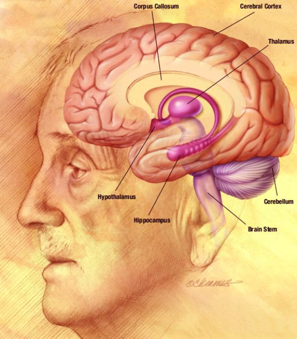 研究人員確定了兩個(gè)對(duì)大腦衰老負(fù)責(zé)的基因