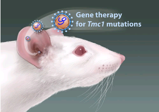 基因治療與聽力損失的生物治療